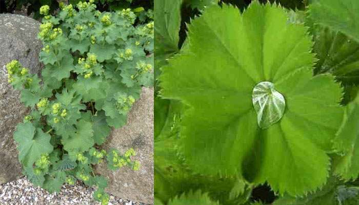 Lady's mantle