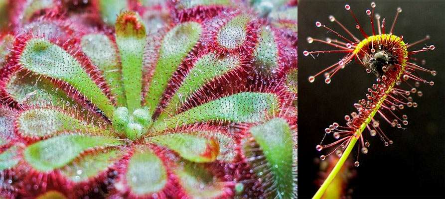 Sundew