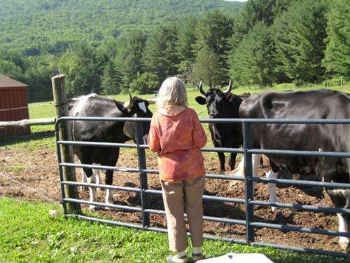 agnihotra, visiting the steers