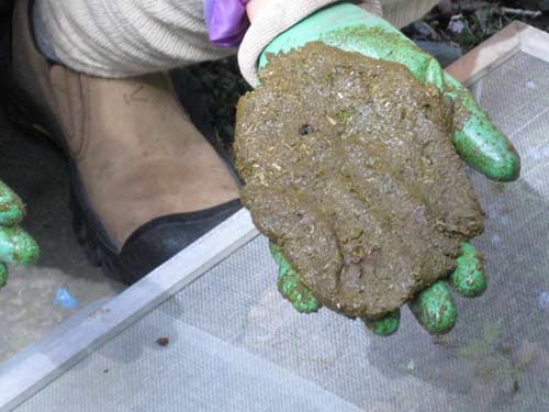 agnihotra, making cakes out of the dung