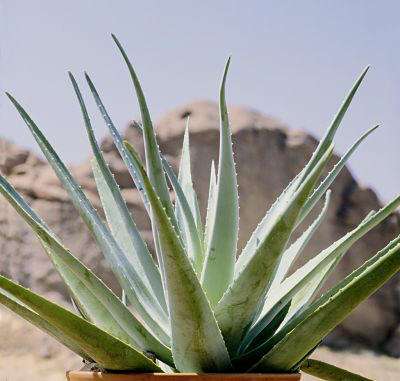 Aloe Vera plant