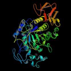 Human salivary amylase 