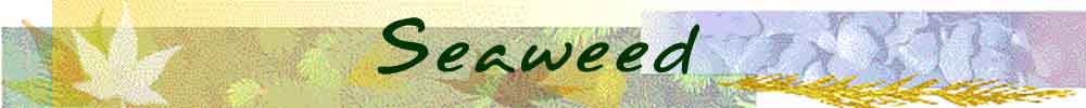 Seaweed 