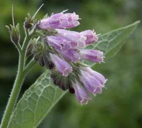 Comfrey  flowers