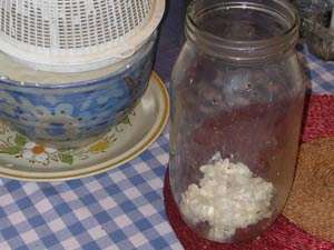 kefir culture in the jar