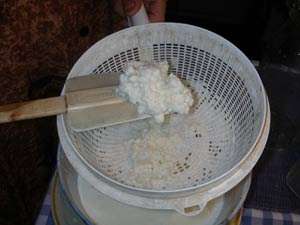 the culture of kefir left in th strainer