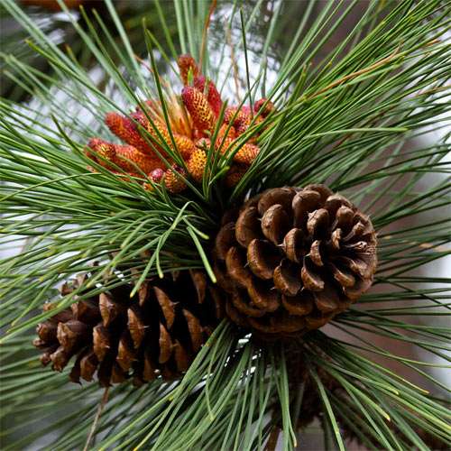 pine tree