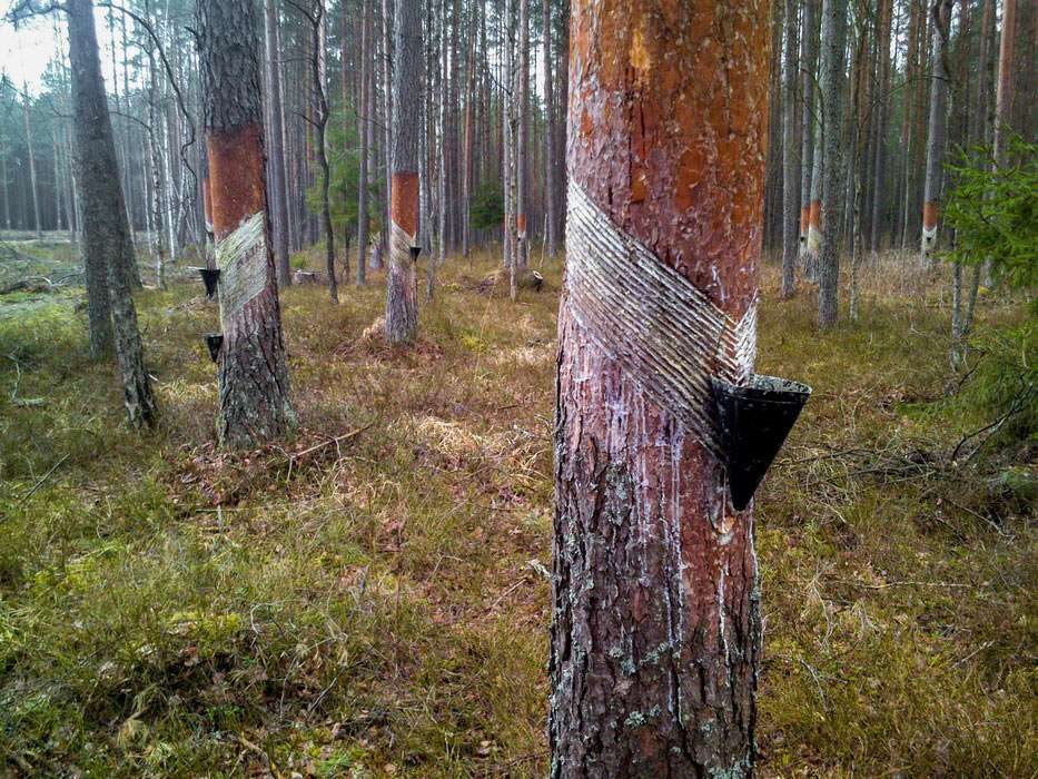 collecting oleoresin from pine trees