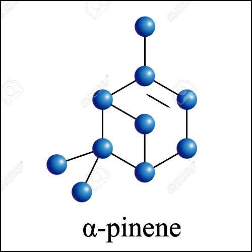 α-pinene