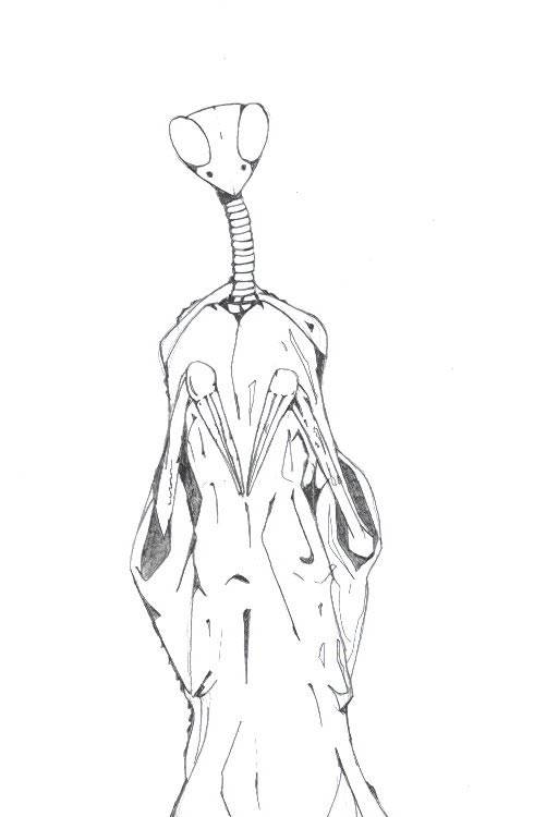 Jim's pencil drawing of Praying Mantis