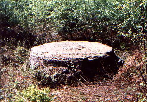 a round stone