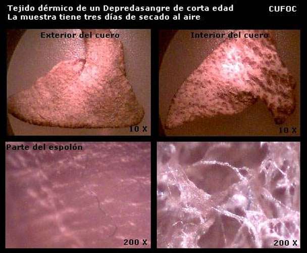 chupacabra tissua samples