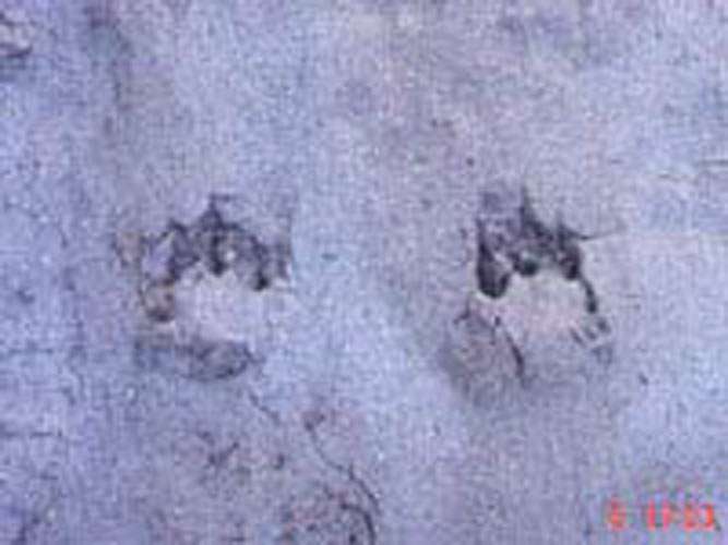 footprints of the chupacabra