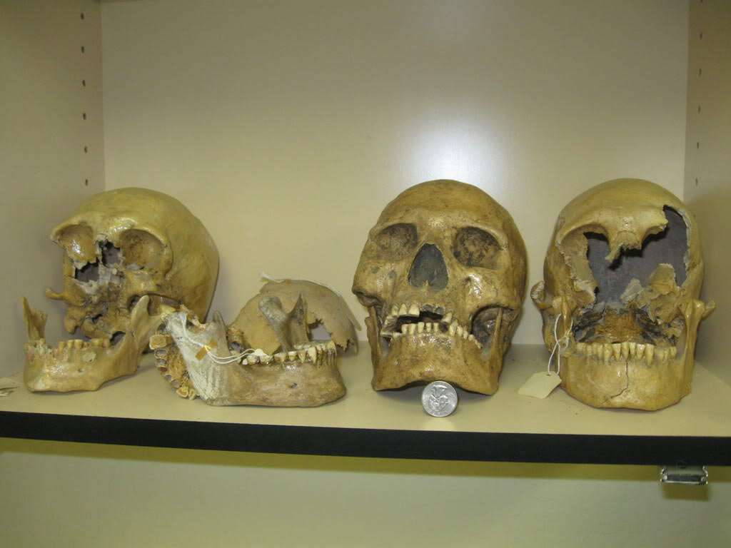 The Lovelock giant skulls