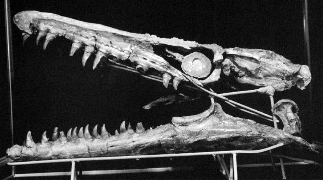The skull of a Mosasaurus discovered by Garcet.