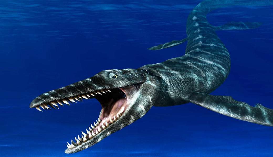 A Mosasaurus