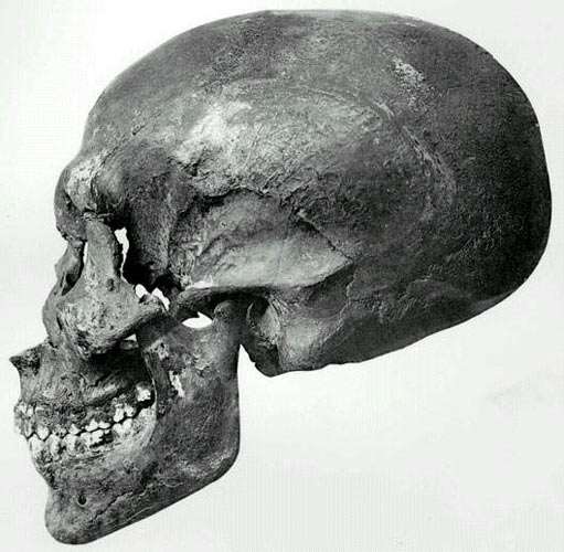 skull from Akhenaten