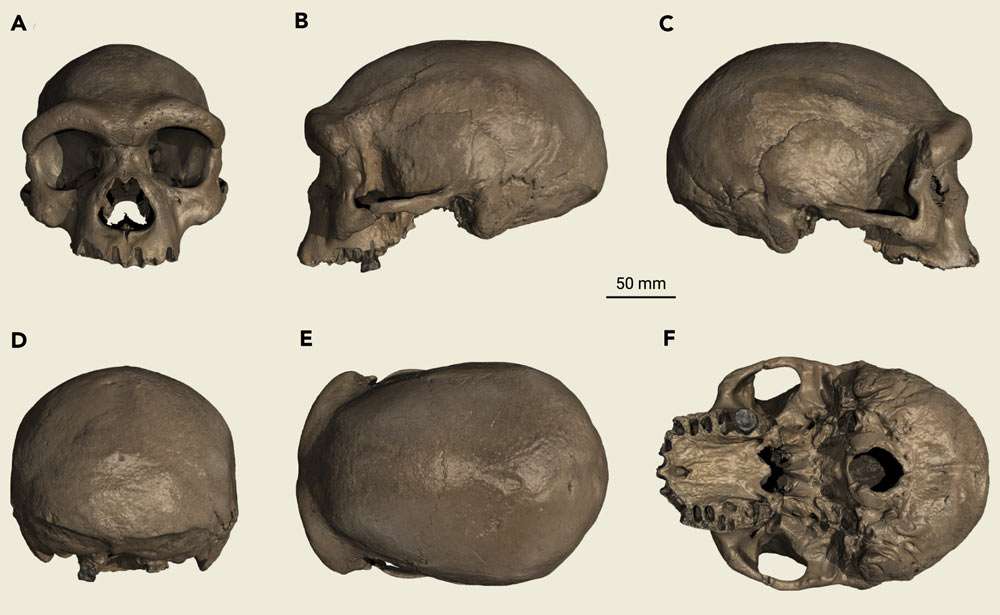 The Harbin skull computer rendering