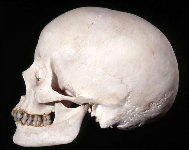 Modern human skull