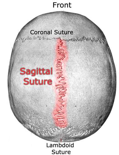 sagittal suture