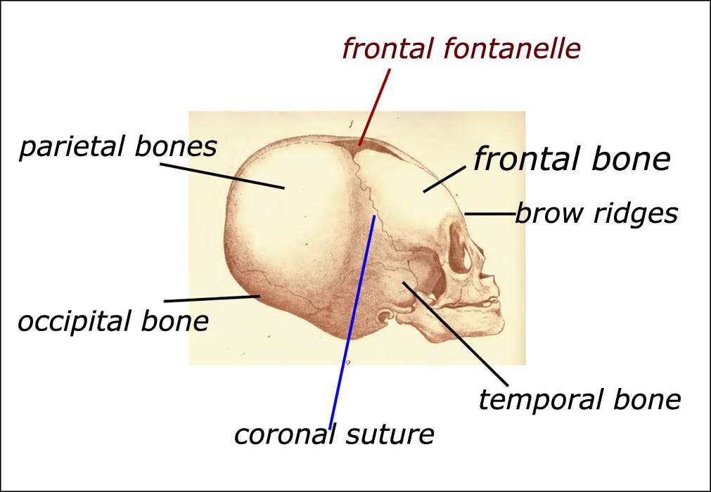 the different skull plates