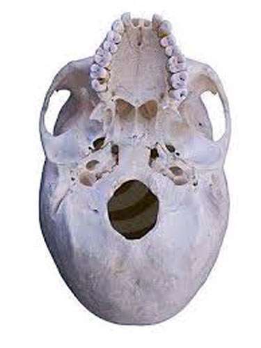 Foramen magnum of human skull