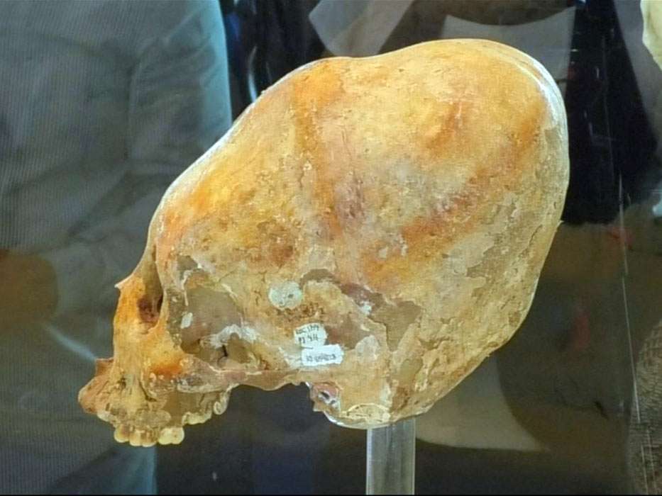Tacotalpa elongated skull