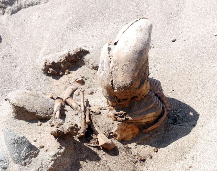 elongated skull from project tambo