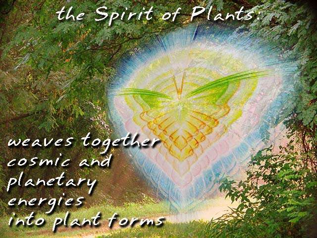 The Spirit of Plants