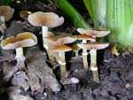 Probably Psathyrella species
