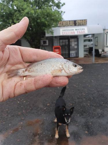 Yowah fish rain