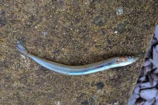 Aberdeenshire fish