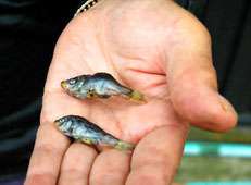 Raining fish in Japan -- 