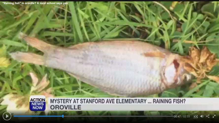 rain of fish in Oroville