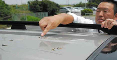 Tadpole rain in Japan -- 