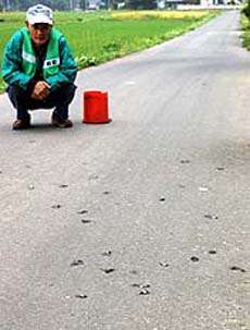 Tadpole rain in Japan -- 