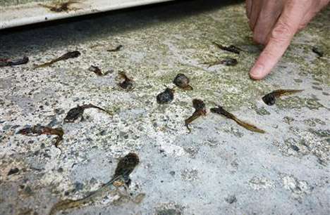 Tadpole rain in Japan -- 