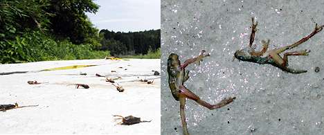 Tadpole rain in Japan -- 